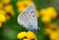 Lysandra (Polyommatus) coridon