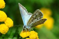 Lysandra (Polyommatus) coridon