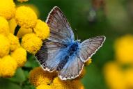 Lysandra (Polyommatus) coridon
