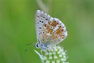 Lysandra (Polyommatus) coridon