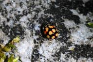 Adalia decempunctata