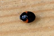 Adalia decempunctata