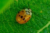 Adalia decempunctata