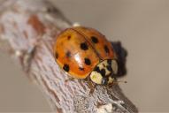 Harmonia axyridis