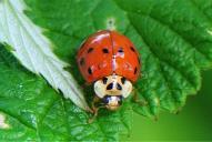 Adalia decempunctata