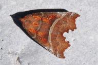 Scoliopteryx libatrix