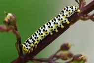 Cucullia scrophulariae (Raupe)