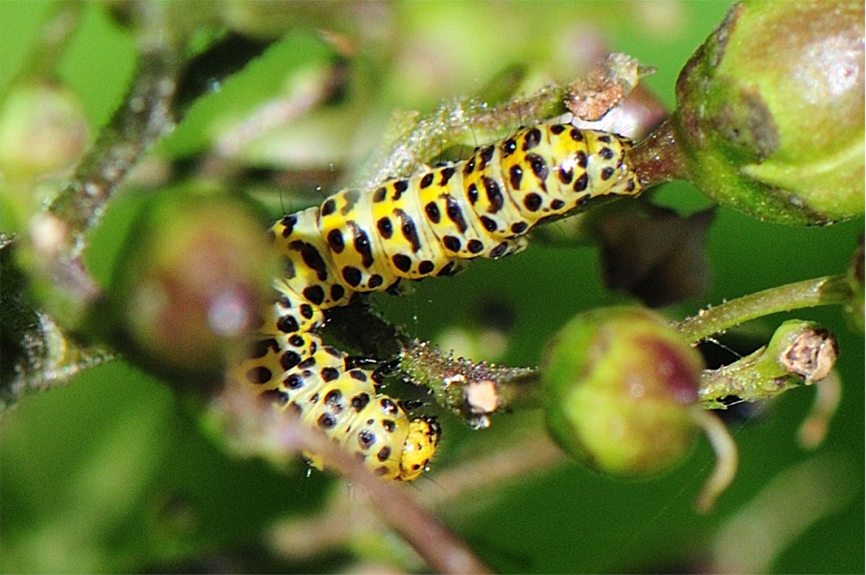 Cucullia scrophulariae (Raupe)