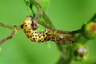Cucullia scrophulariae (Raupe)