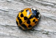 Harmonia axyridis