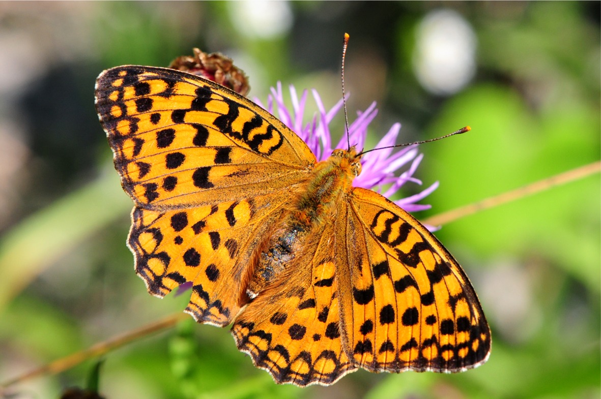 Fabriciana [Argynnis] adippe