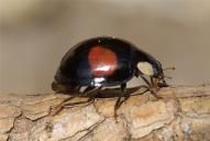 Harmonia axyridis