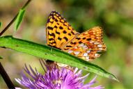Fabriciana [Argynnis] adippe
