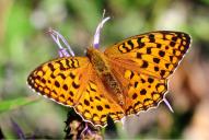 Fabriciana [Argynnis] adippe