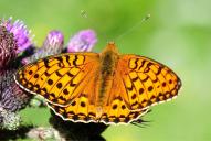 Fabriciana [Argynnis] adippe
