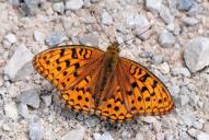 Fabriciana [Argynnis] adippe