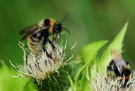 Bombus campestris