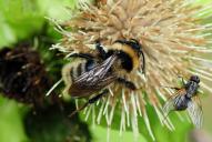 Bombus campestris