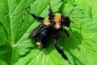 Bombus campestris