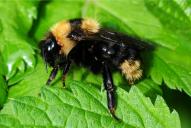 Bombus campestris