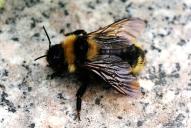 Bombus campestris