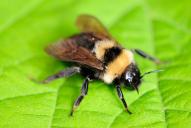 Bombus campestris