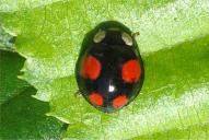 Harmonia axyridis