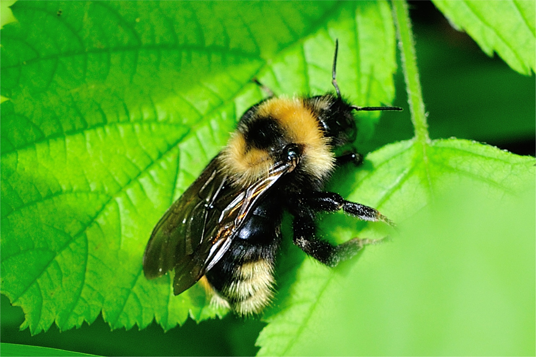 Bombus campestris