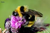 Bombus campestris