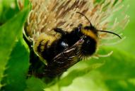 Bombus campestris