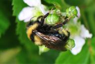 Bombus campestris