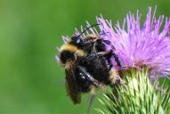 Bombus campestris