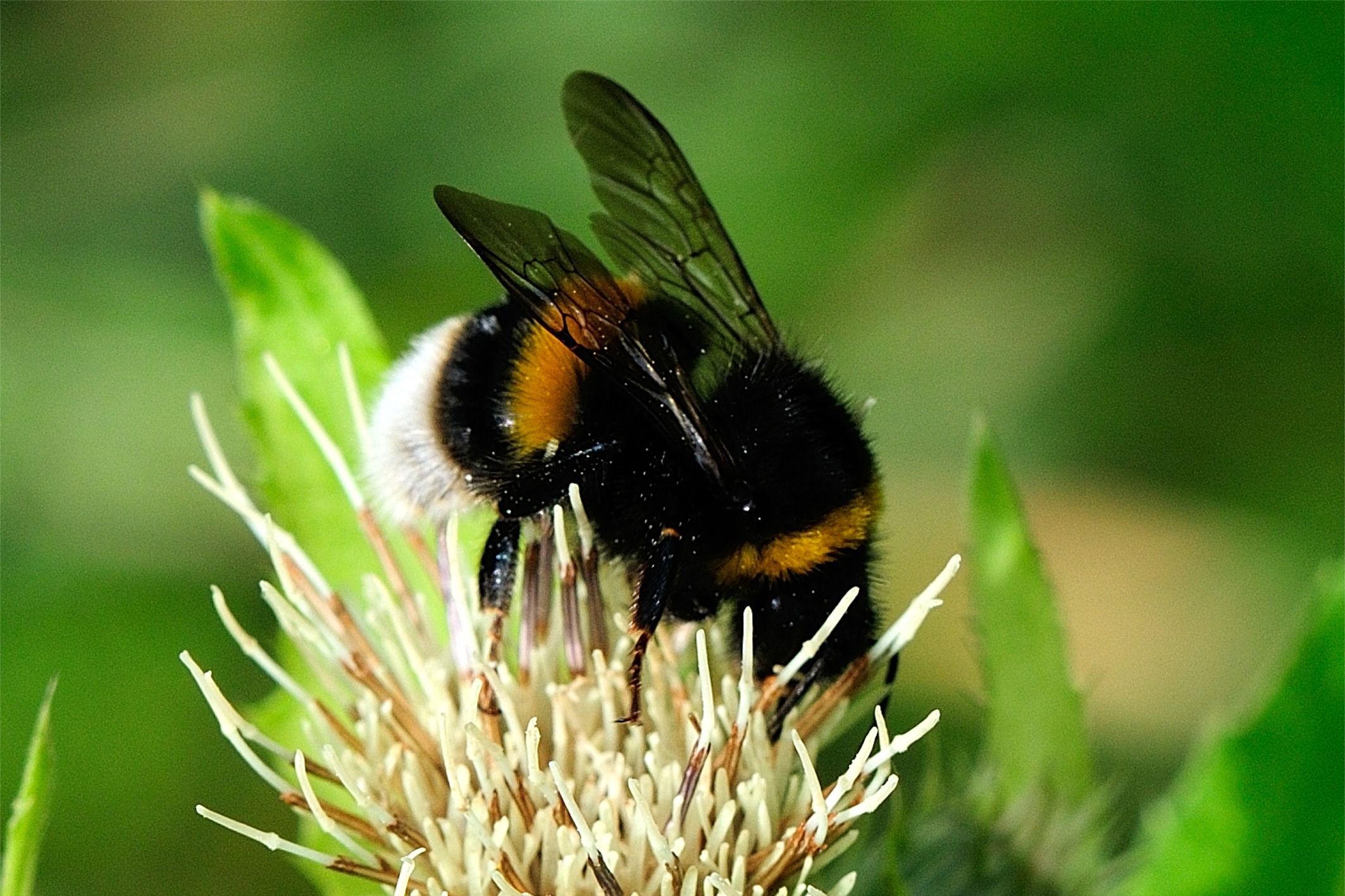 Bombus terrestris