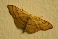 Idaea aversata (forma remutata)