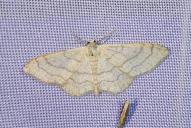 Idaea aversata (forma remutata)