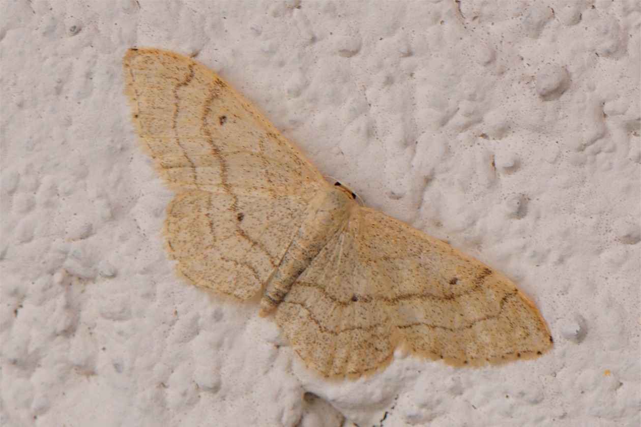 Idaea aversata (forma remutata)