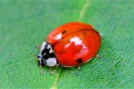 Harmonia axyridis