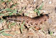 Agrius convolvuli (Raupe)