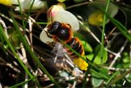 Osmia aurulenta