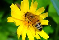 Apis mellifera ligustica