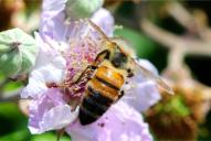 Apis mellifera ligustica