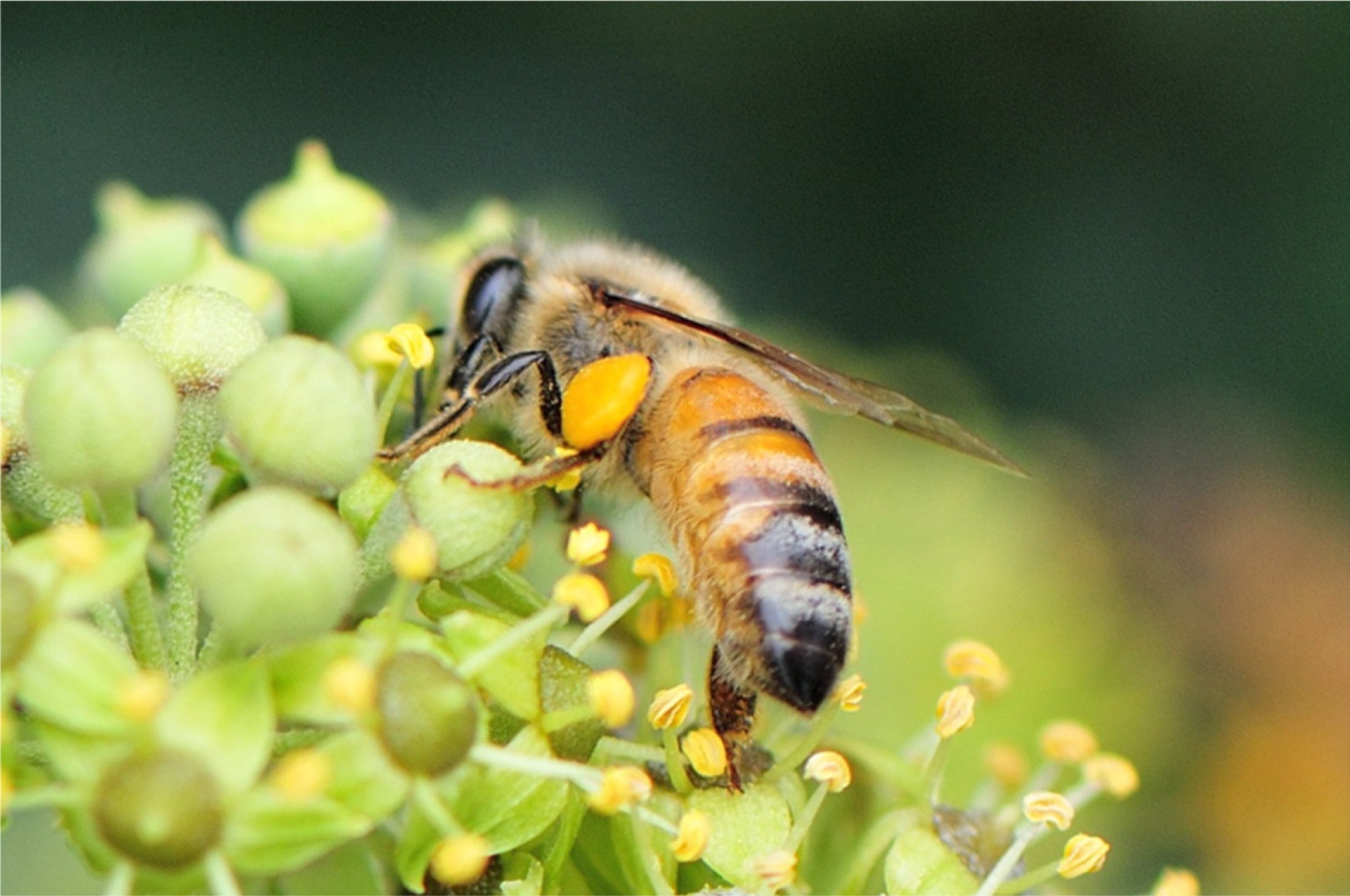 Apis mellifera ligustica