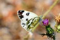 Pontia edusa | daplidice