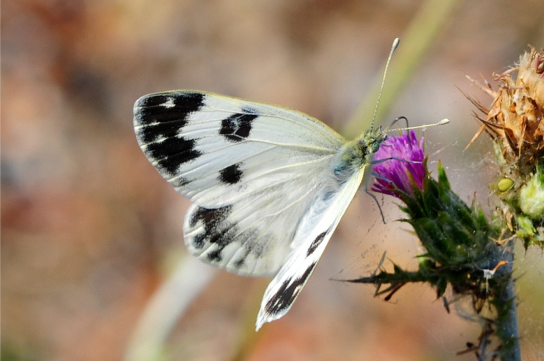 Pontia edusa | daplidice