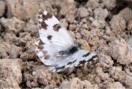 Pontia edusa | daplidice