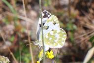 Pontia edusa | daplidice