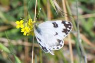 Pontia edusa | daplidice