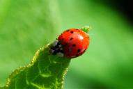 Harmonia axyridis