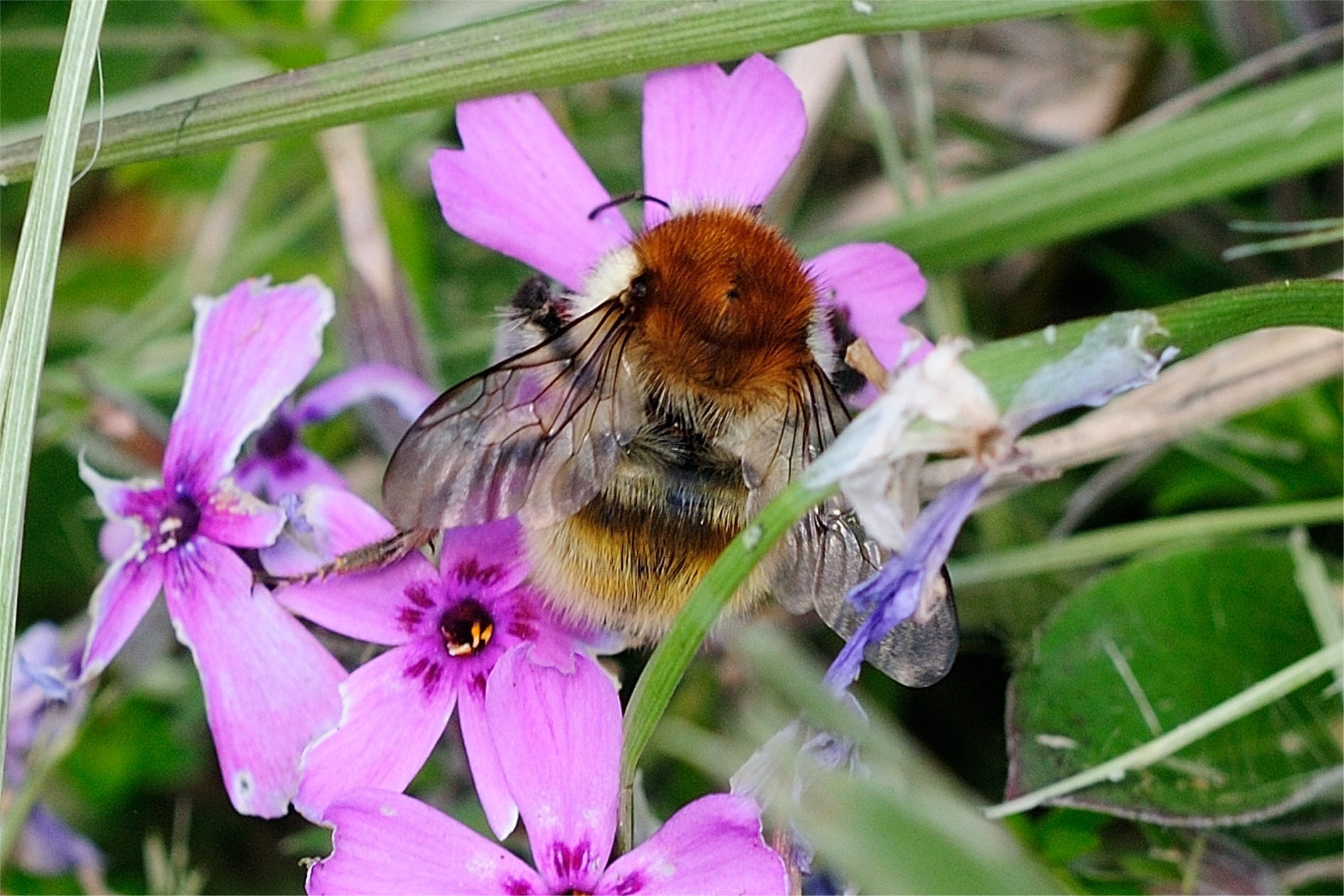 Bombus humilis