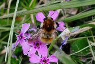 Bombus humilis